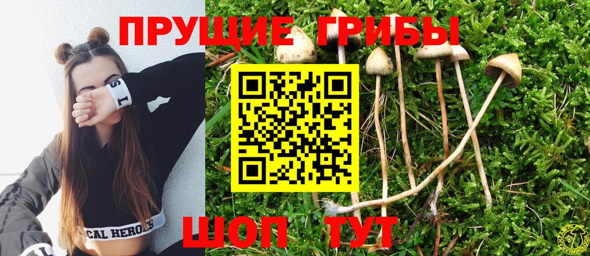 Галлюциногенные грибы Psilocybe Карпинск